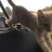 KimbaCat